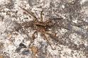 Lycosa_ZZ359_D4211_Z_90_Alexandra hills Brisbane_Australie
